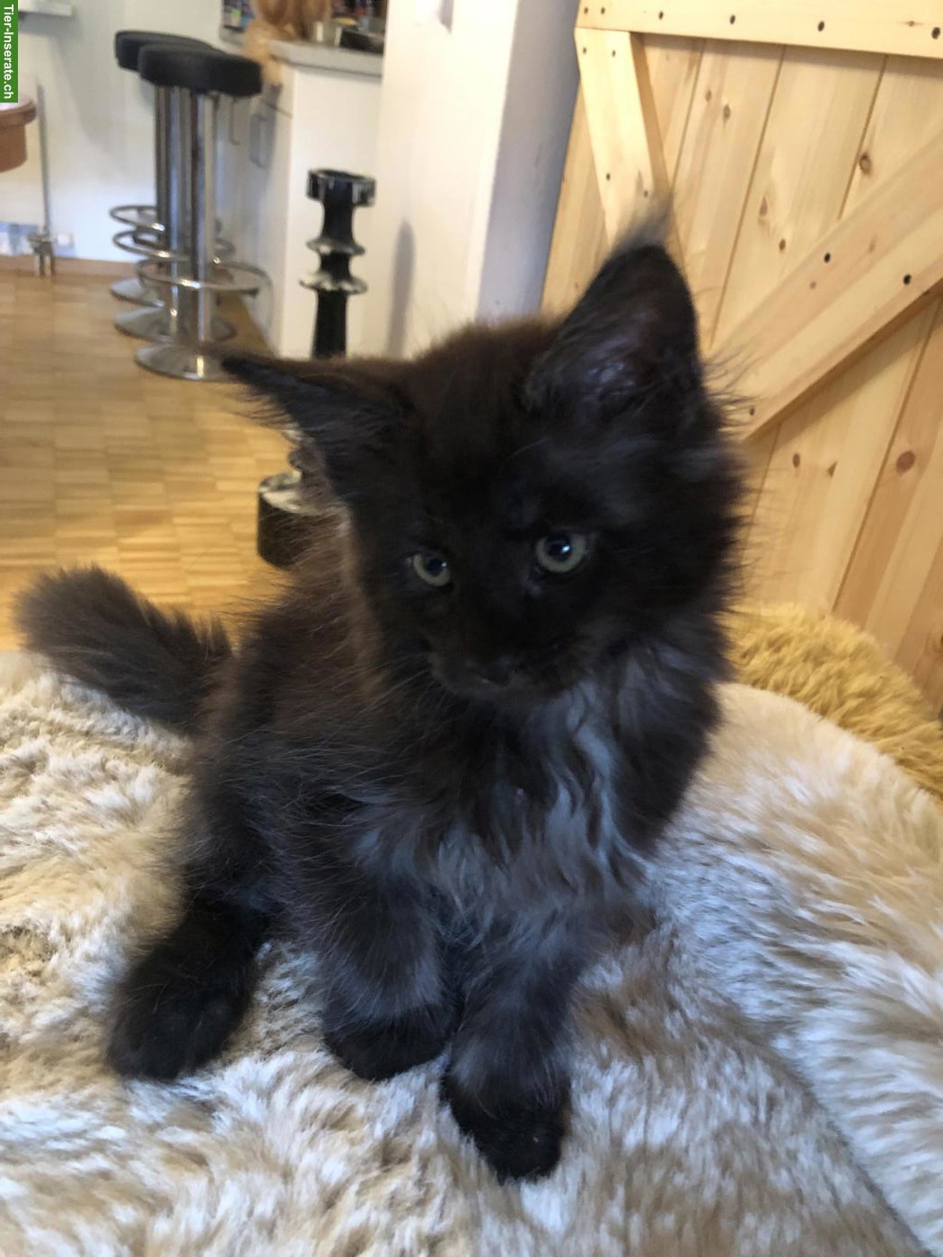 Bild 3: Reinrassige Maine Coon Kitten mit Stammbaum zu verkaufen