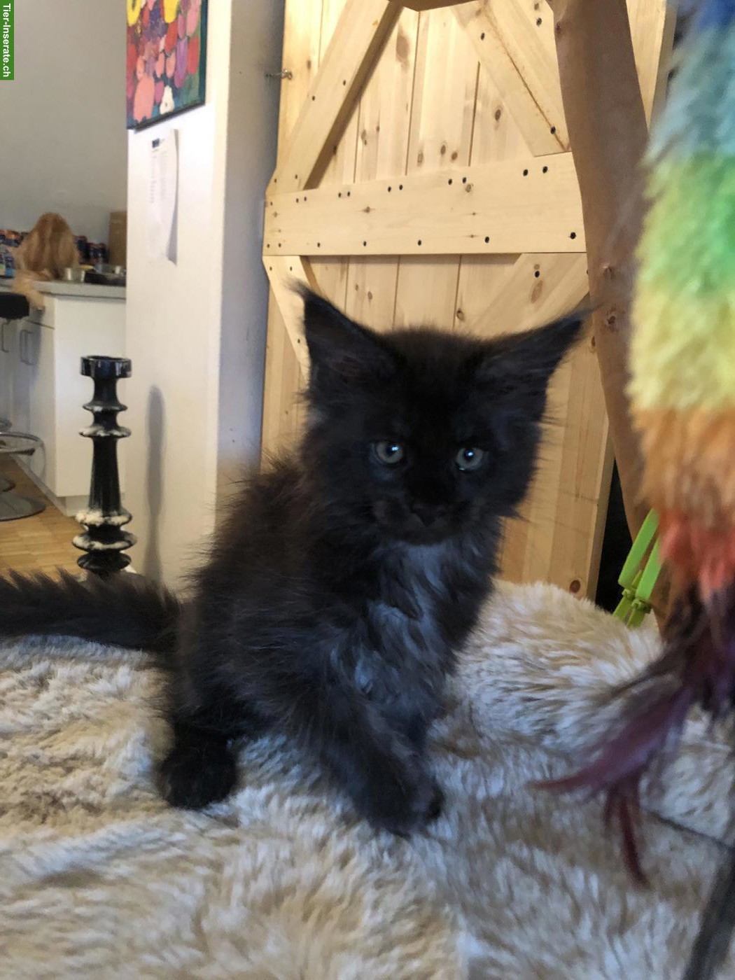 Bild 4: Reinrassige Maine Coon Kitten mit Stammbaum zu verkaufen