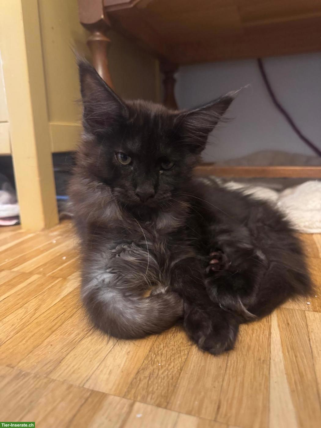 Bild 5: Reinrassige Maine Coon Kitten mit Stammbaum zu verkaufen