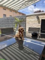 Maltipoo Welpen, Malteserin x Toypudel