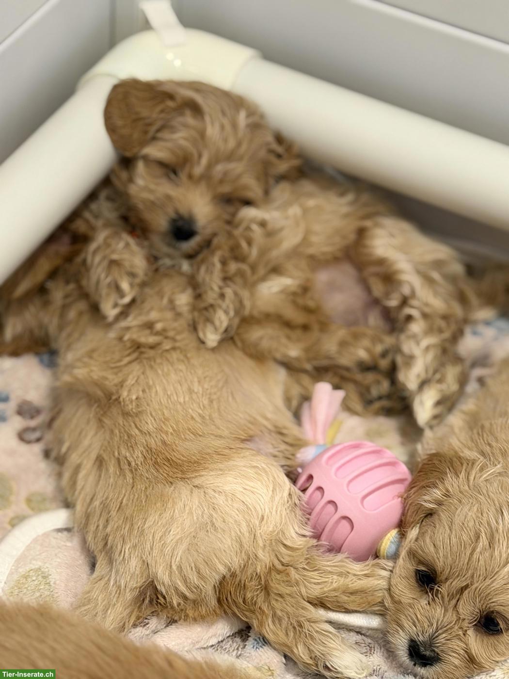 Bild 2: Maltipoo Welpen, Malteserin x Toypudel