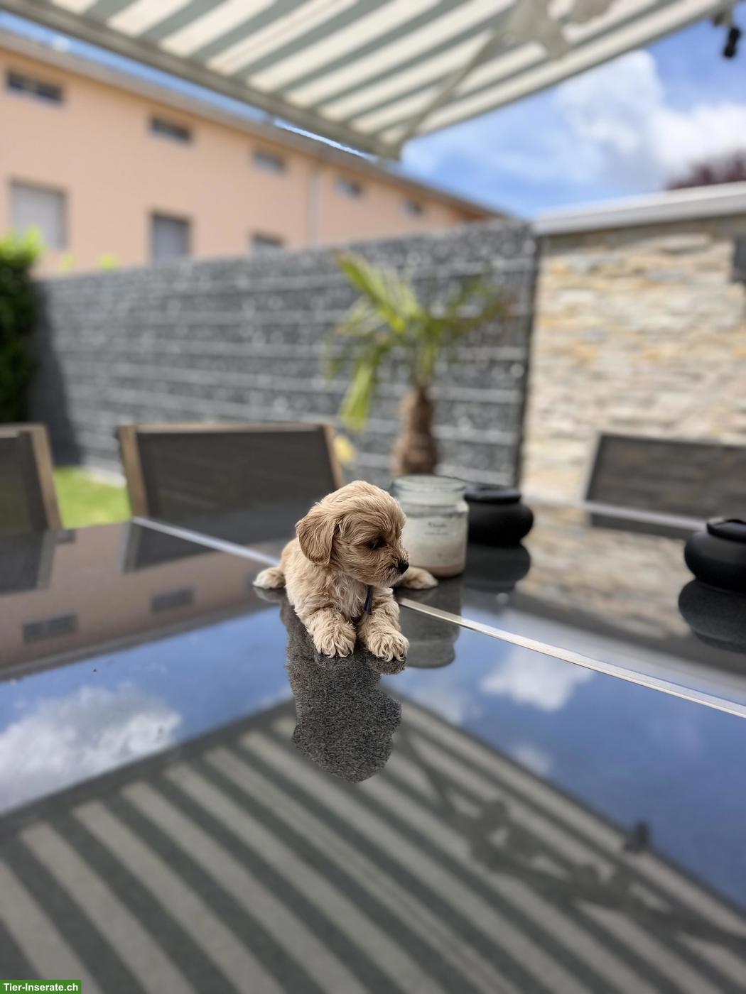 Bild 3: Maltipoo Welpen, Malteserin x Toypudel