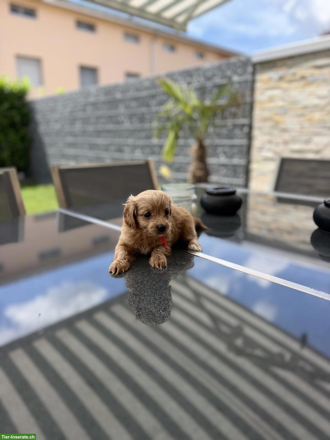 Bild 4: Maltipoo Welpen, Malteserin x Toypudel