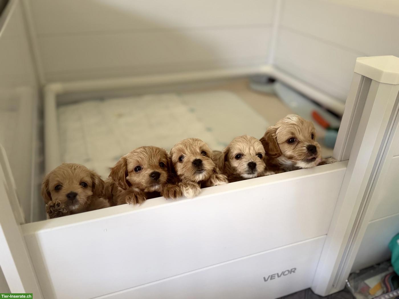 Bild 5: Maltipoo Welpen, Malteserin x Toypudel
