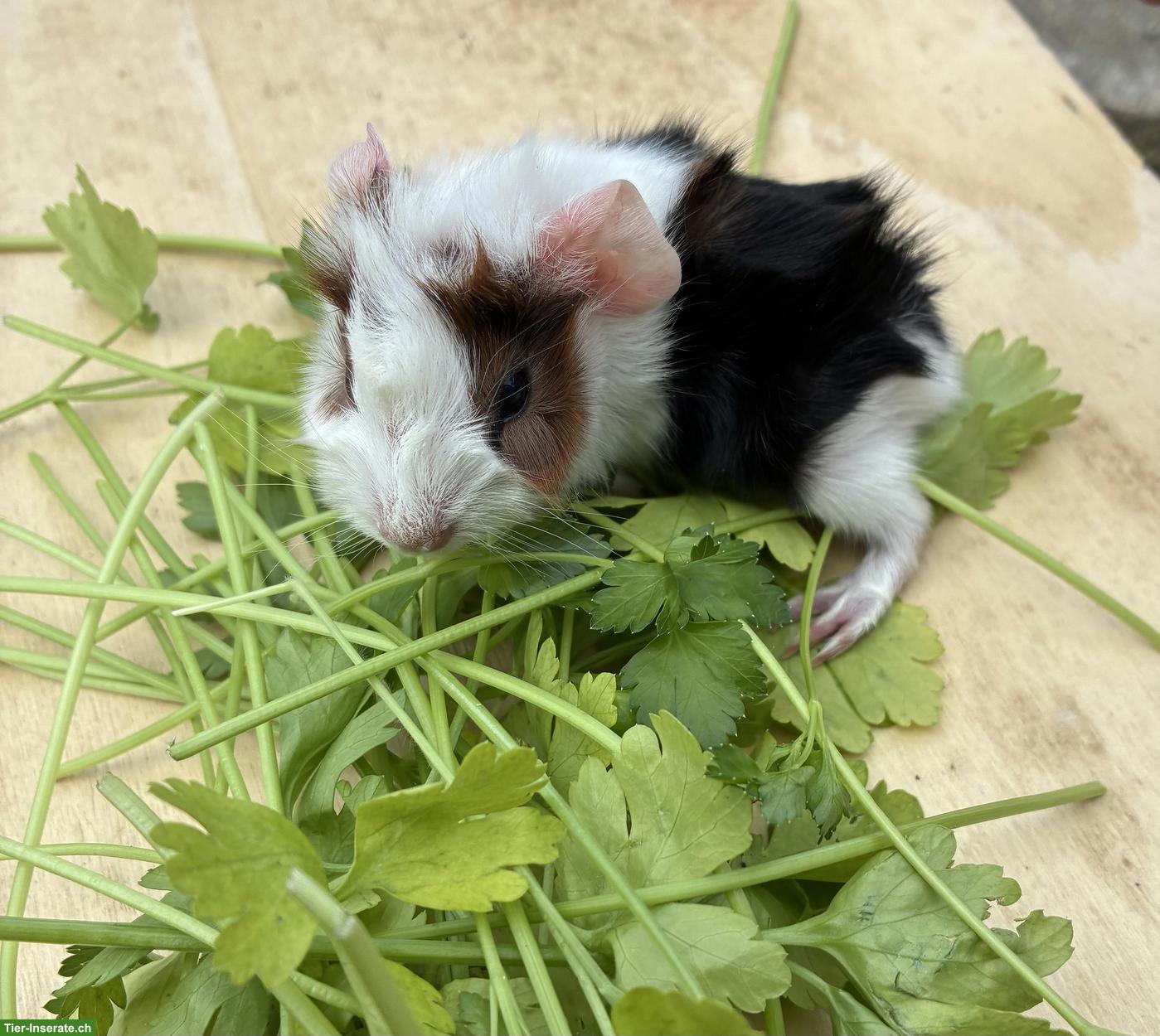 Junge herzige Meerschweinchen Böckli