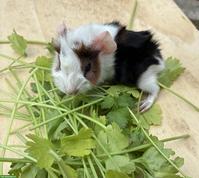 Junge herzige Meerschweinchen