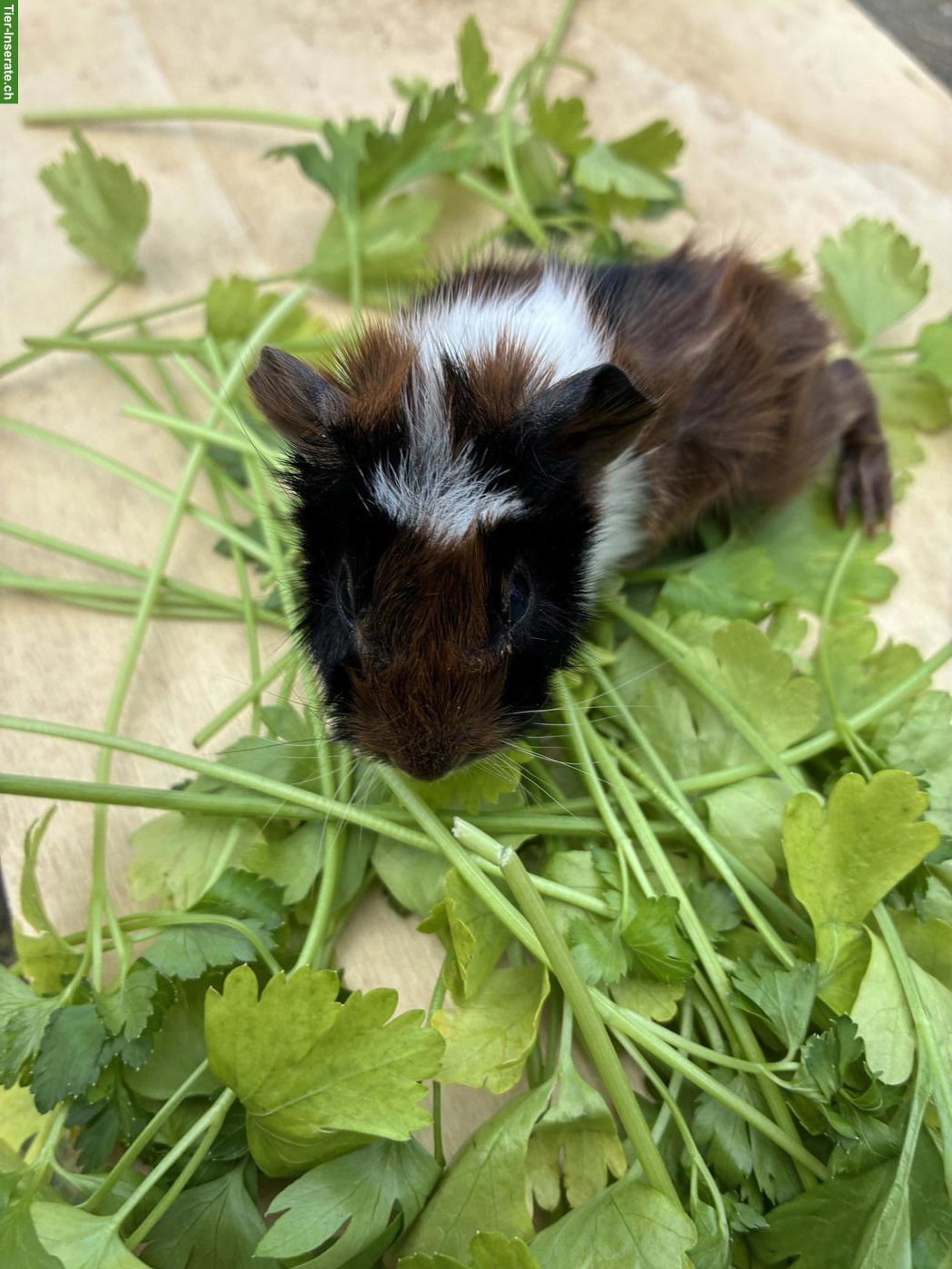 Bild 2: Junge herzige Meerschweinchen Böckli