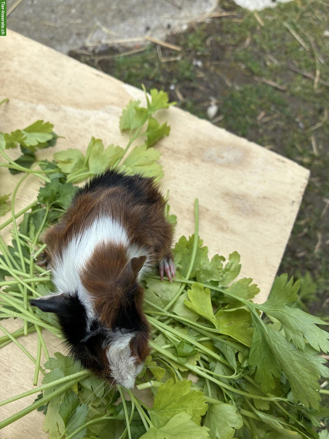 Bild 3: Junge herzige Meerschweinchen Böckli