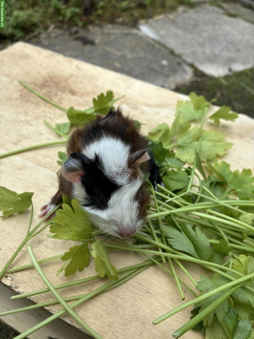 Bild 4: Junge herzige Meerschweinchen Böckli
