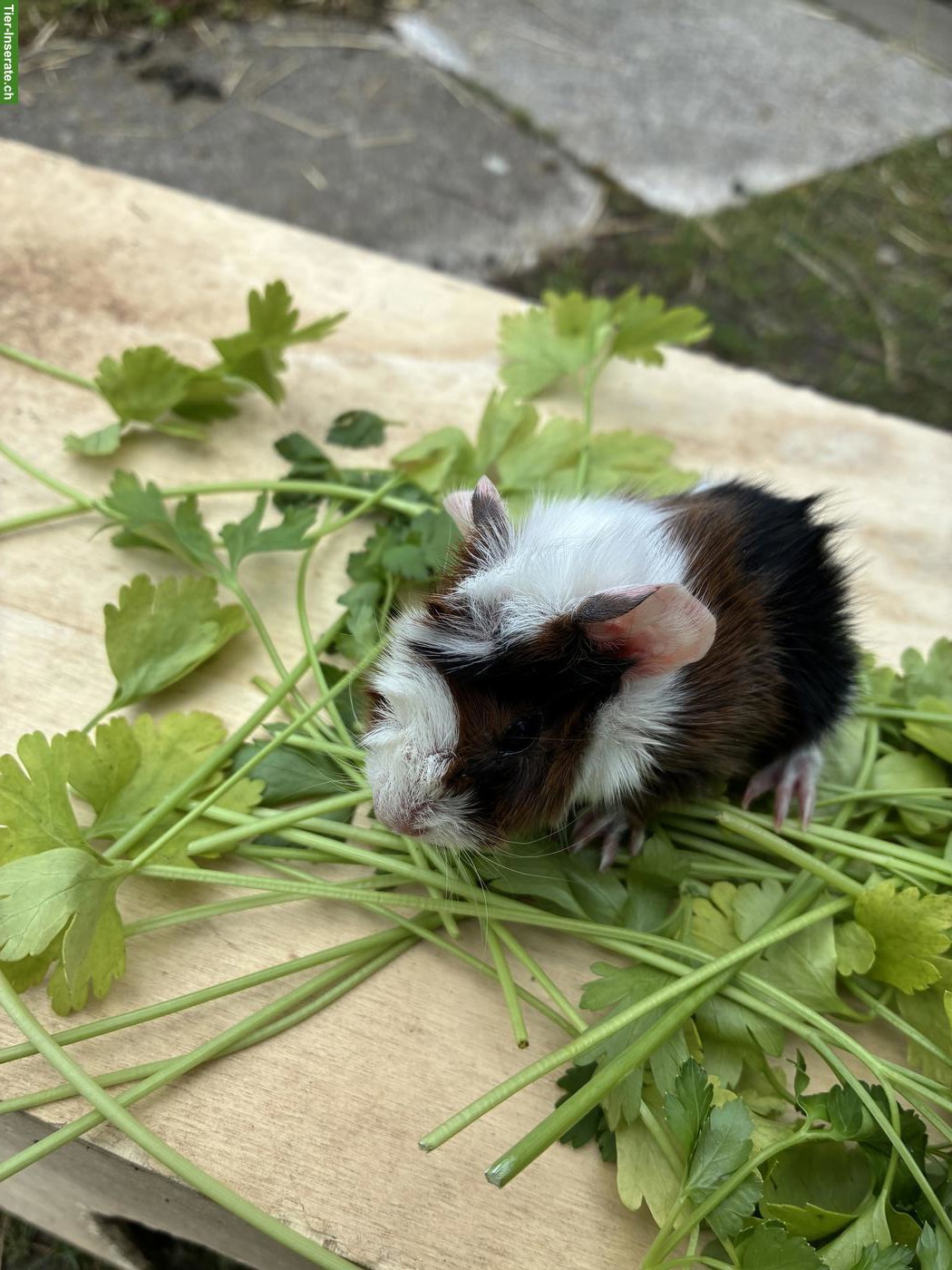 Bild 5: Junge herzige Meerschweinchen Böckli