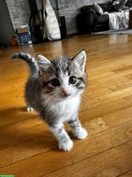 Britisch Kurzhaar Kitten, weiblich