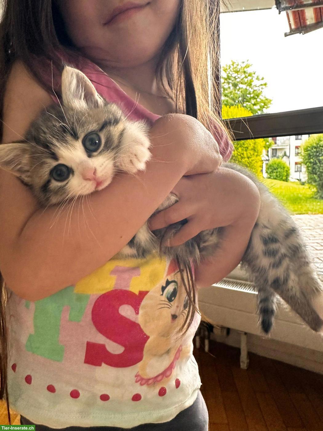 Bild 2: Britisch Kurzhaar Kitten, weiblich