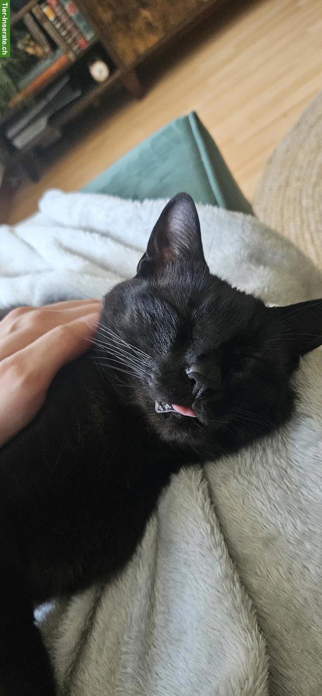 Katze als Gspändli gesucht für Wohnungshaltung