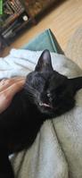 Katze als Gspändli gesucht für Wohnungshaltung