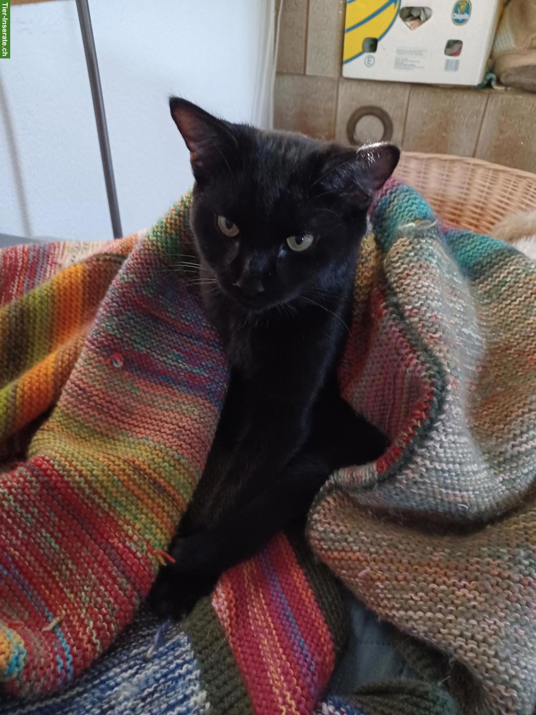 Schwarzer Kater Mogli sucht neues Zuhause