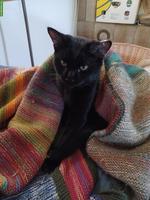 Schwarzer Kater Mogli sucht neues Zuhause
