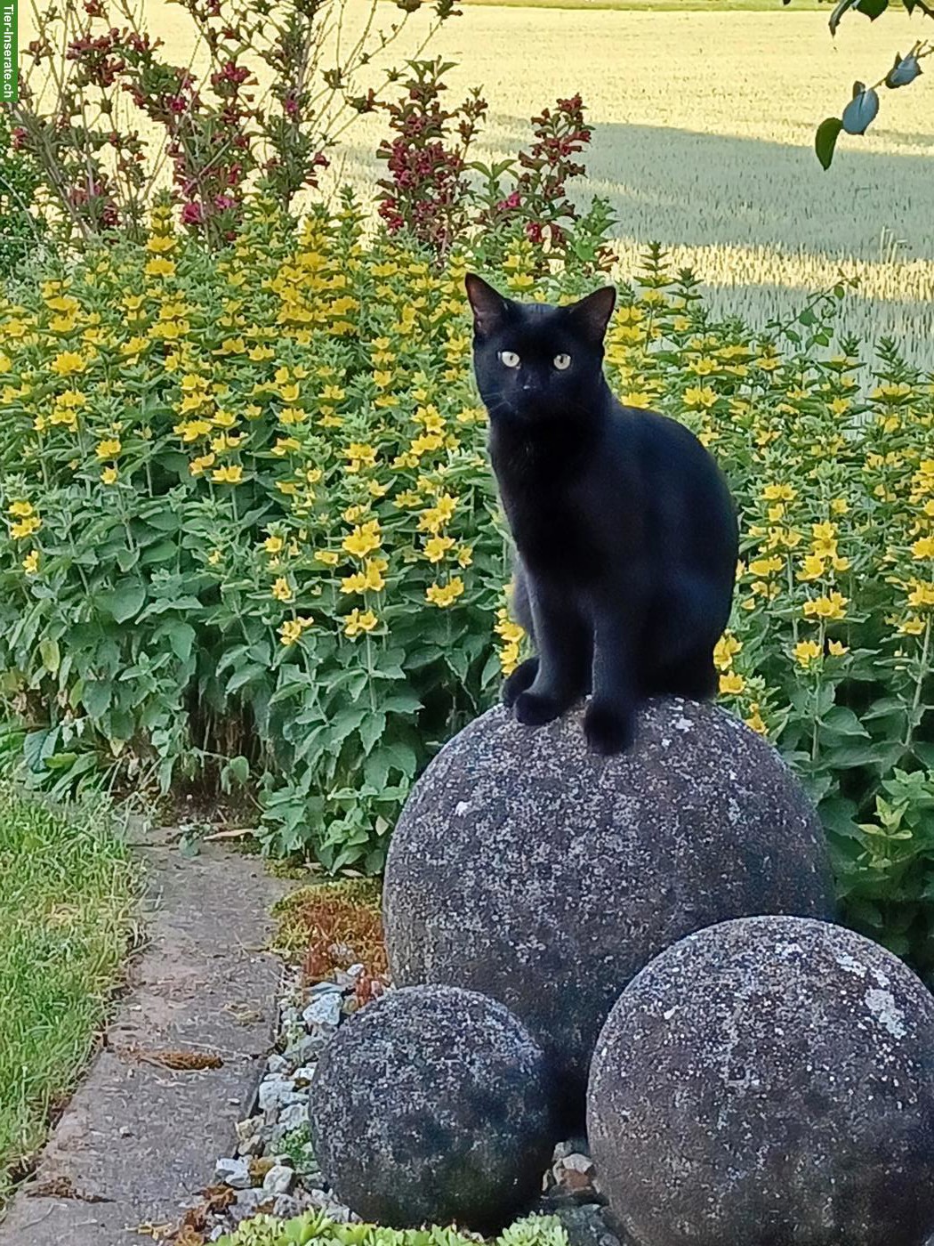 Bild 2: Schwarzer Kater Mogli sucht neues Zuhause