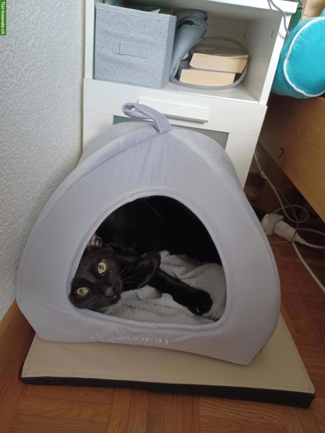 Bild 3: Schwarzer Kater Mogli sucht neues Zuhause