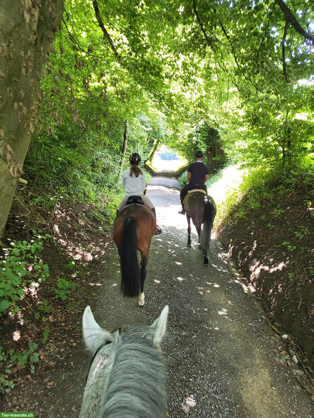 Reitunterricht/Reitschule auf Hof in Mägenwil AG