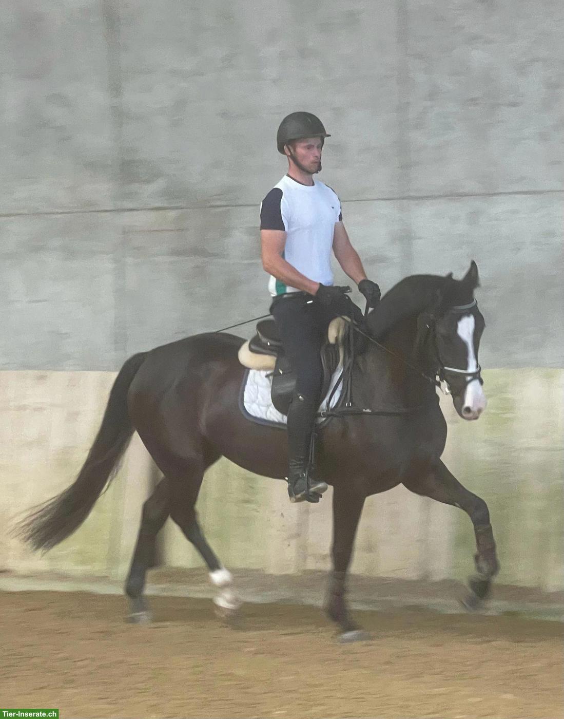Bild 2: Reitunterricht/Reitschule auf Hof in Mägenwil AG