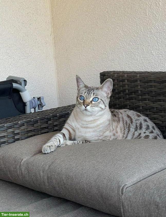 Savannah F5 & Chaussie suchen gemeinsames neues Zuhause 🐾