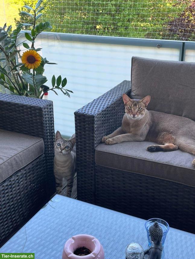 Bild 3: Savannah F5 & Chaussie suchen gemeinsames neues Zuhause 🐾