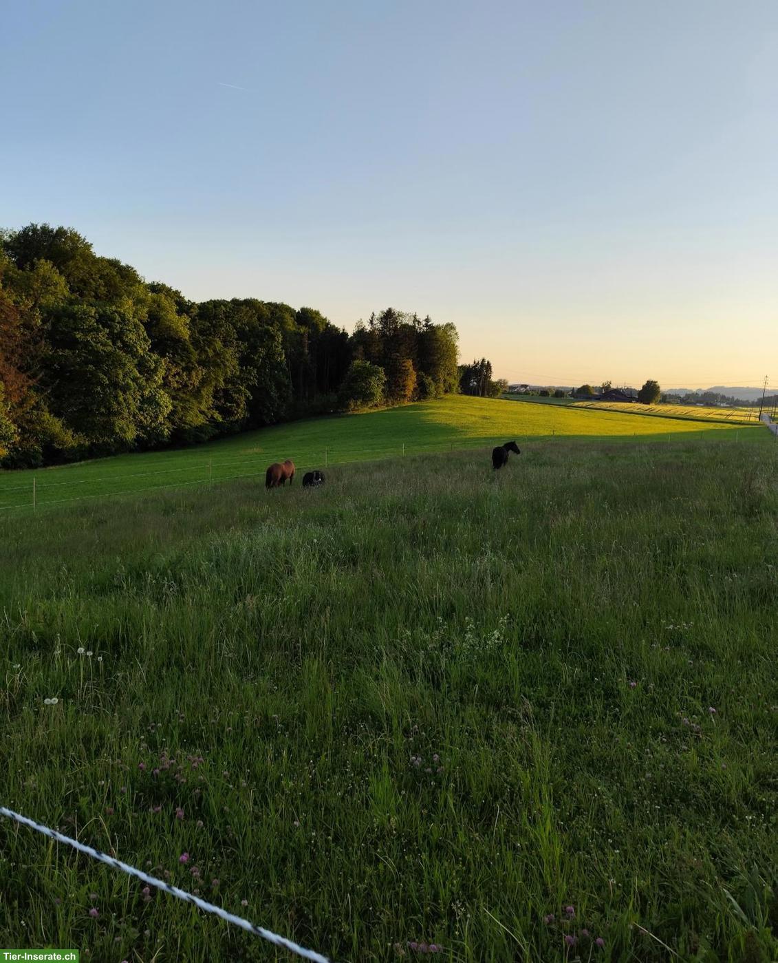Auslaufboxe mit Trail in Homburg TG