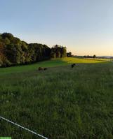 Auslaufboxe mit Trail in Homburg TG