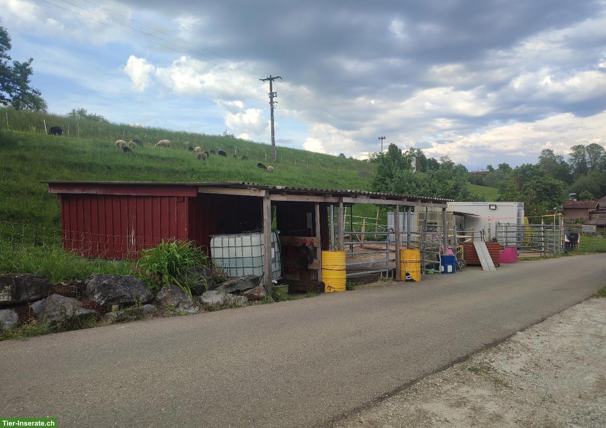 Bild 2: Auslaufboxe mit Trail in Homburg TG