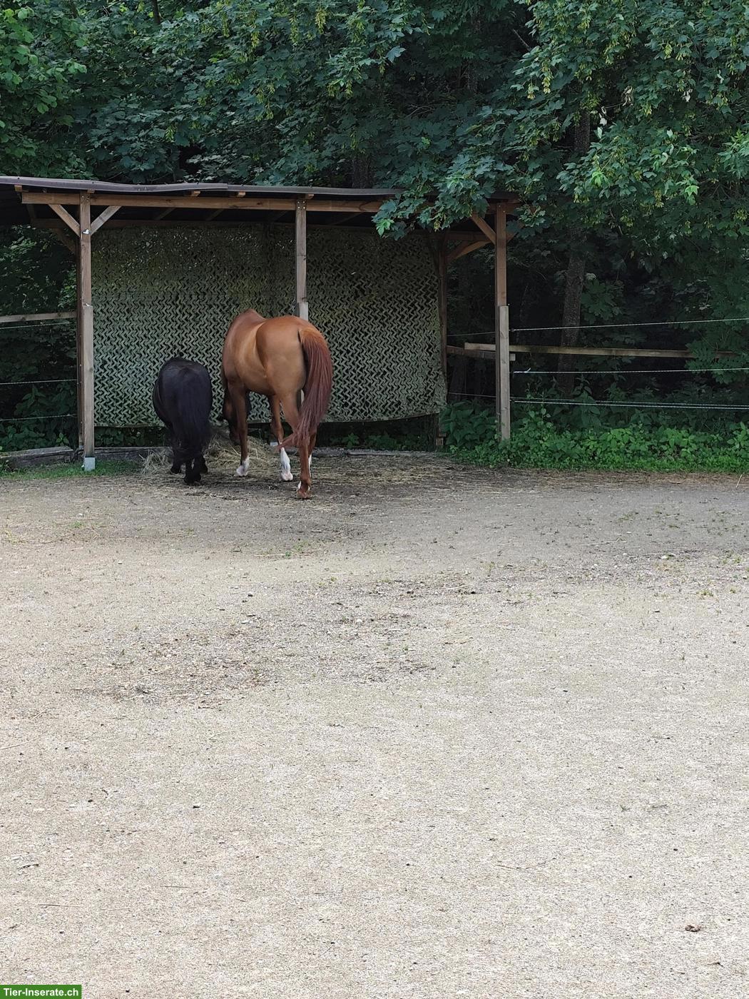 Bild 3: Auslaufboxe mit Trail in Homburg TG