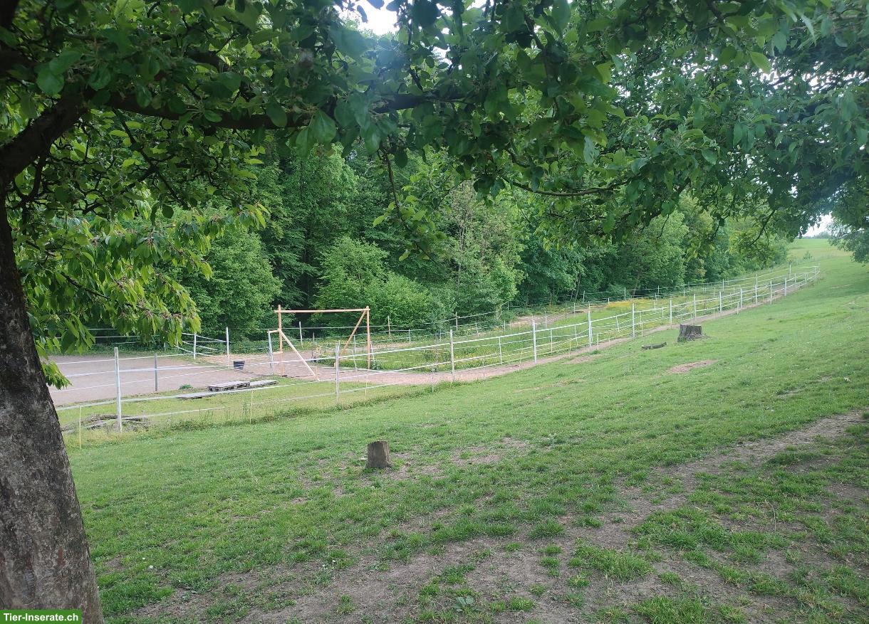Bild 4: Auslaufboxe mit Trail in Homburg TG