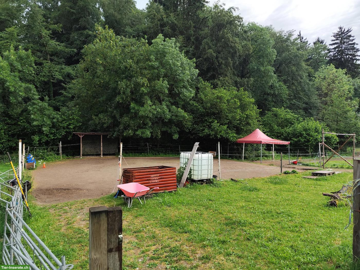 Bild 7: Auslaufboxe mit Trail in Homburg TG