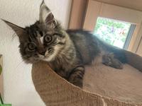 Getigerte Langhaarkatze zu verkaufen