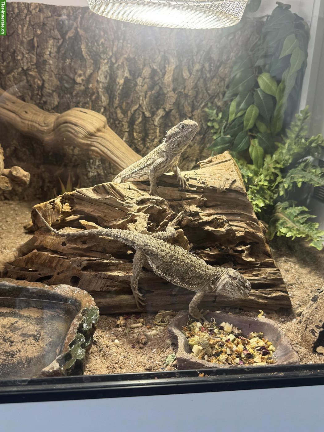 2 Zwergbartagame inkl. Terrarium-Komplettset