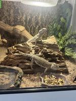 2 Zwergbartagame inkl. Terrarium-Komplettset