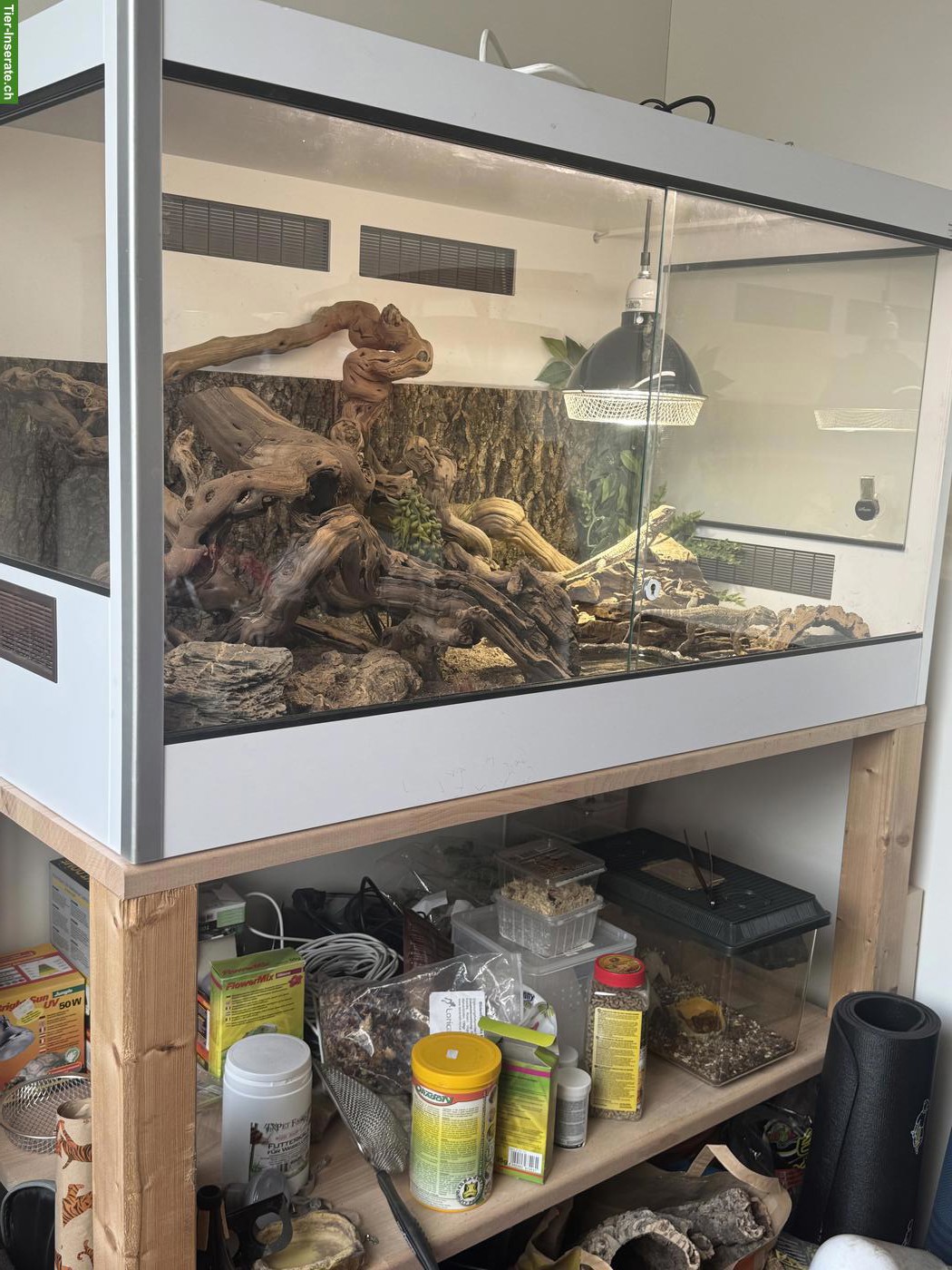 Bild 2: 2 Zwergbartagame inkl. Terrarium-Komplettset