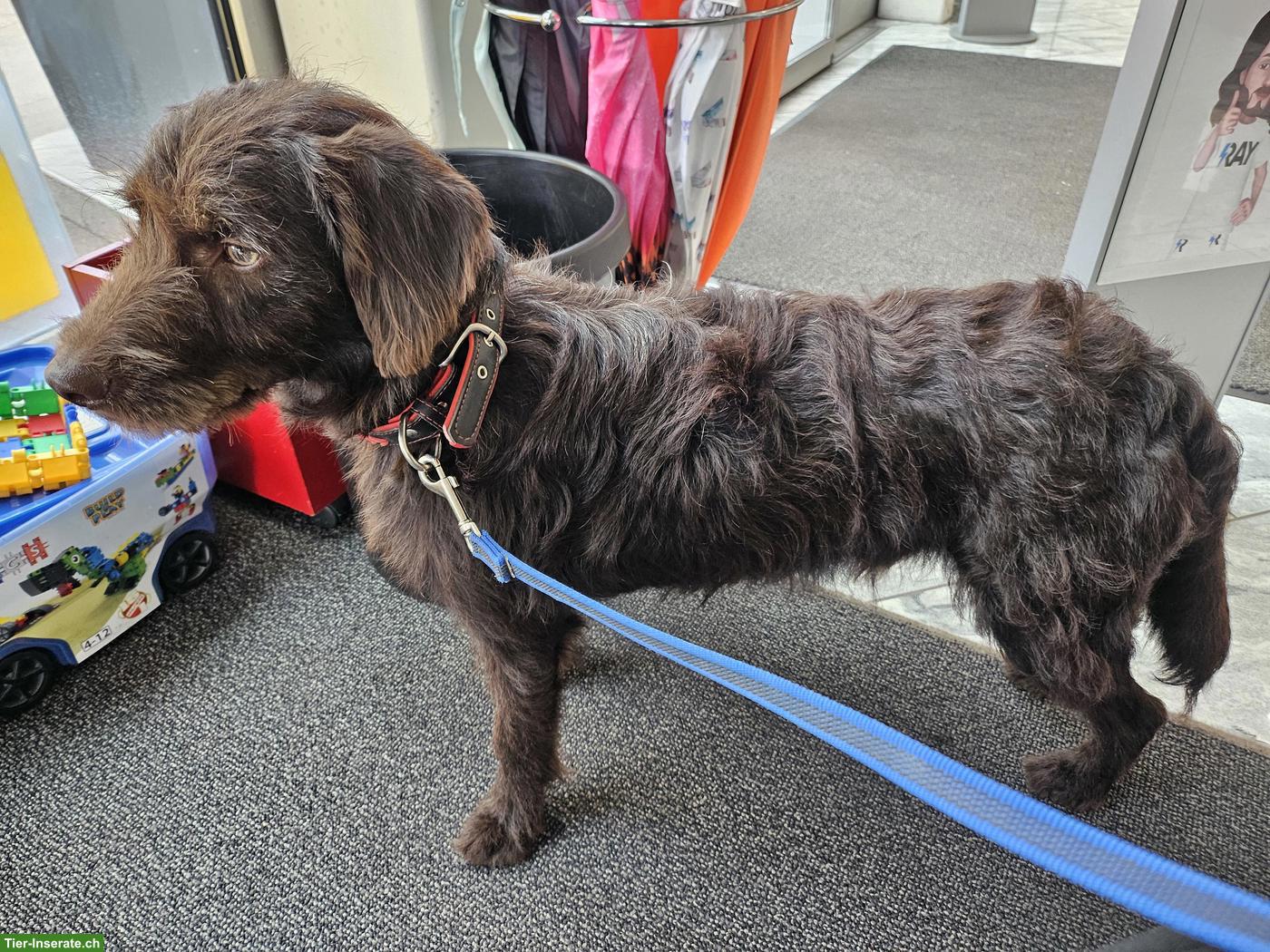 Junger Labradoodle F1 Rüde sucht seinen Herzensplatz