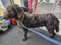 Junger Labradoodle F1 Rüde sucht seinen Herzensplatz
