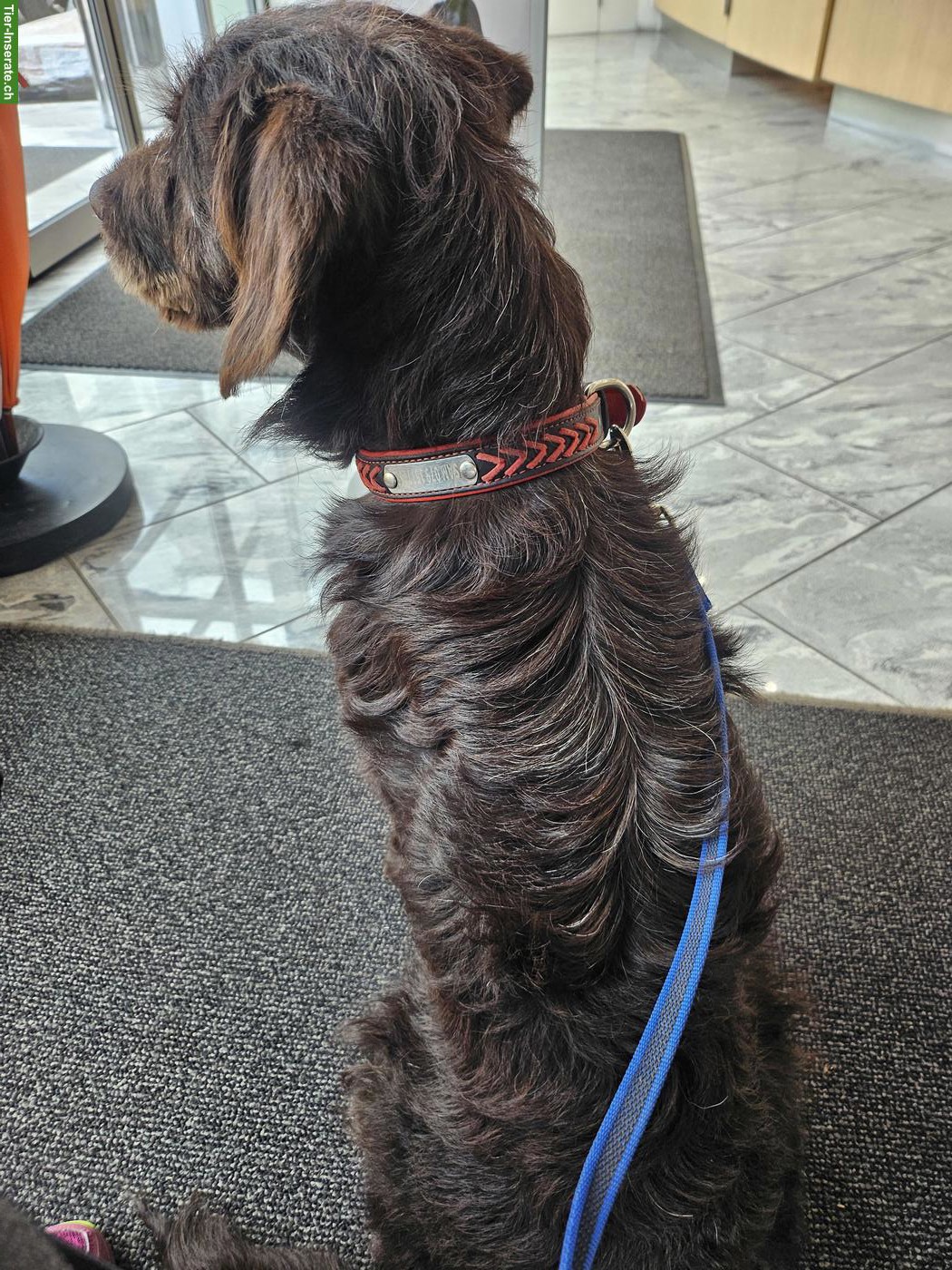 Bild 2: Junger Labradoodle F1 Rüde sucht seinen Herzensplatz