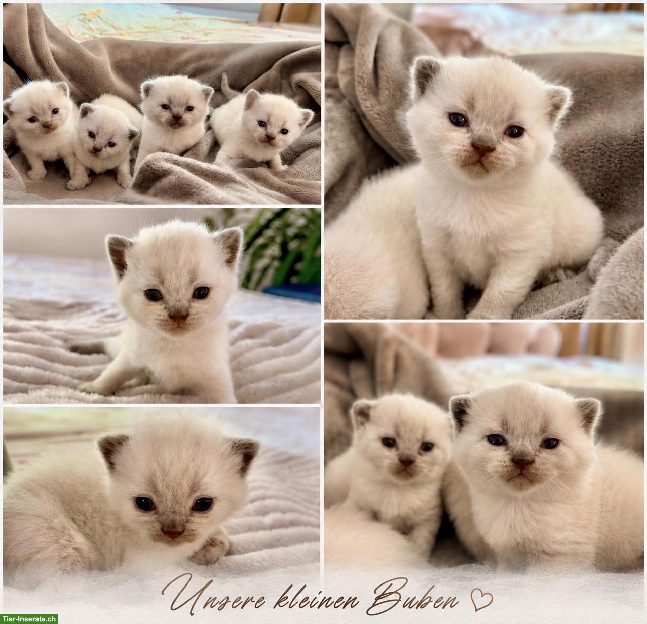 BKH Kitten Blue Point suchen ein Zuhause