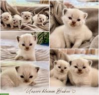 BKH Kitten Blue Point suchen ein Zuhause