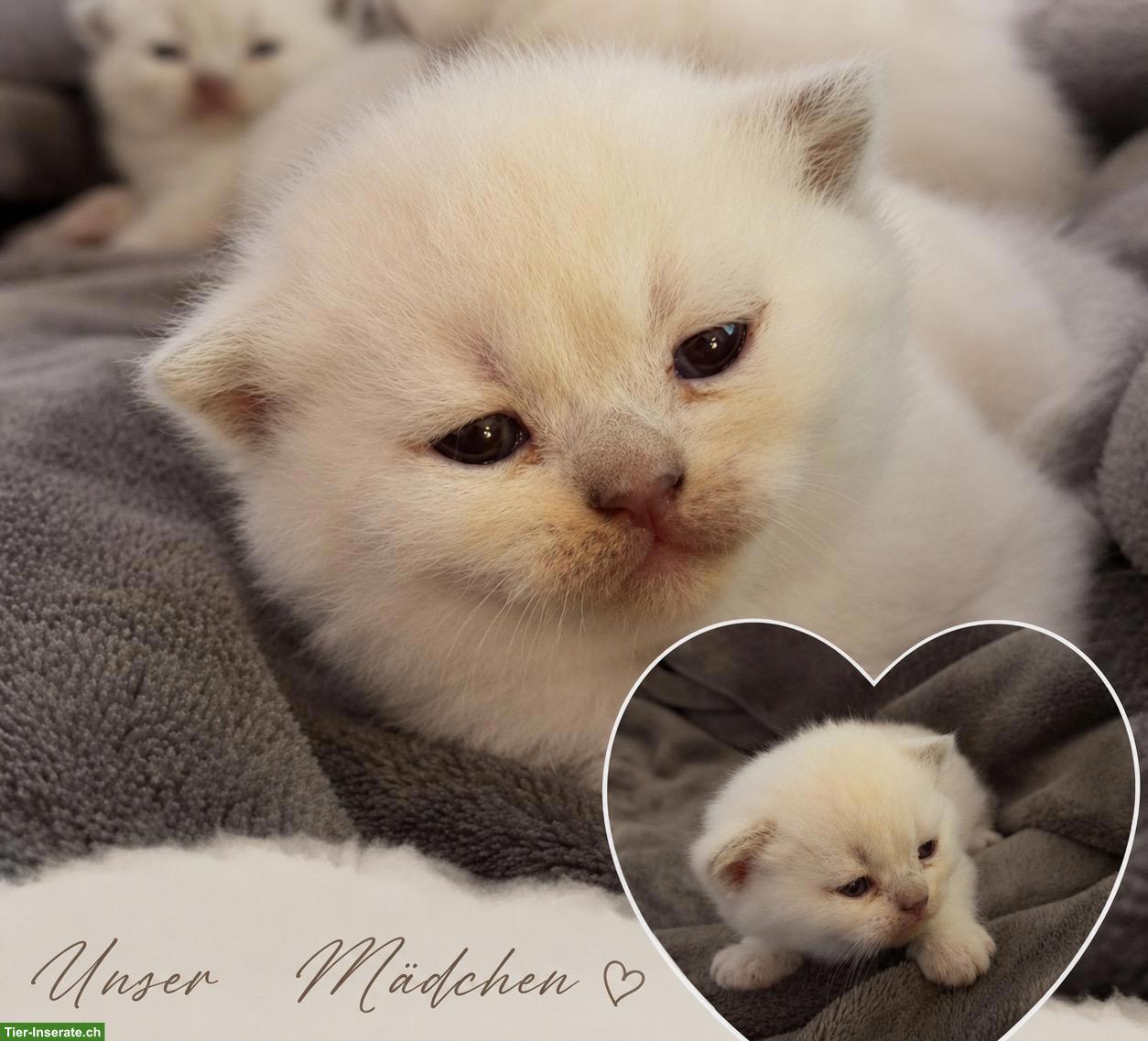 Bild 2: BKH Kitten Blue Point suchen ein Zuhause