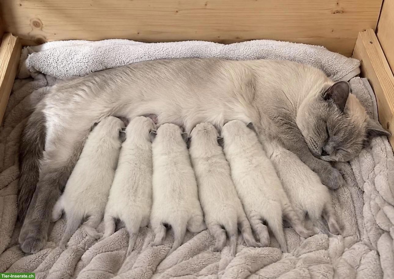 Bild 3: BKH Kitten Blue Point suchen ein Zuhause