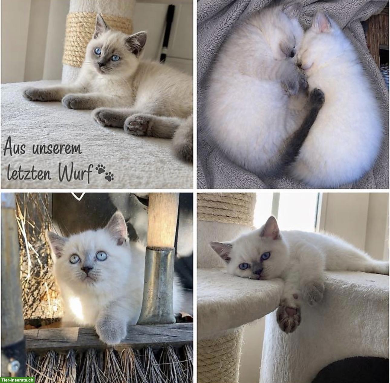 Bild 4: BKH Kitten Blue Point suchen ein Zuhause
