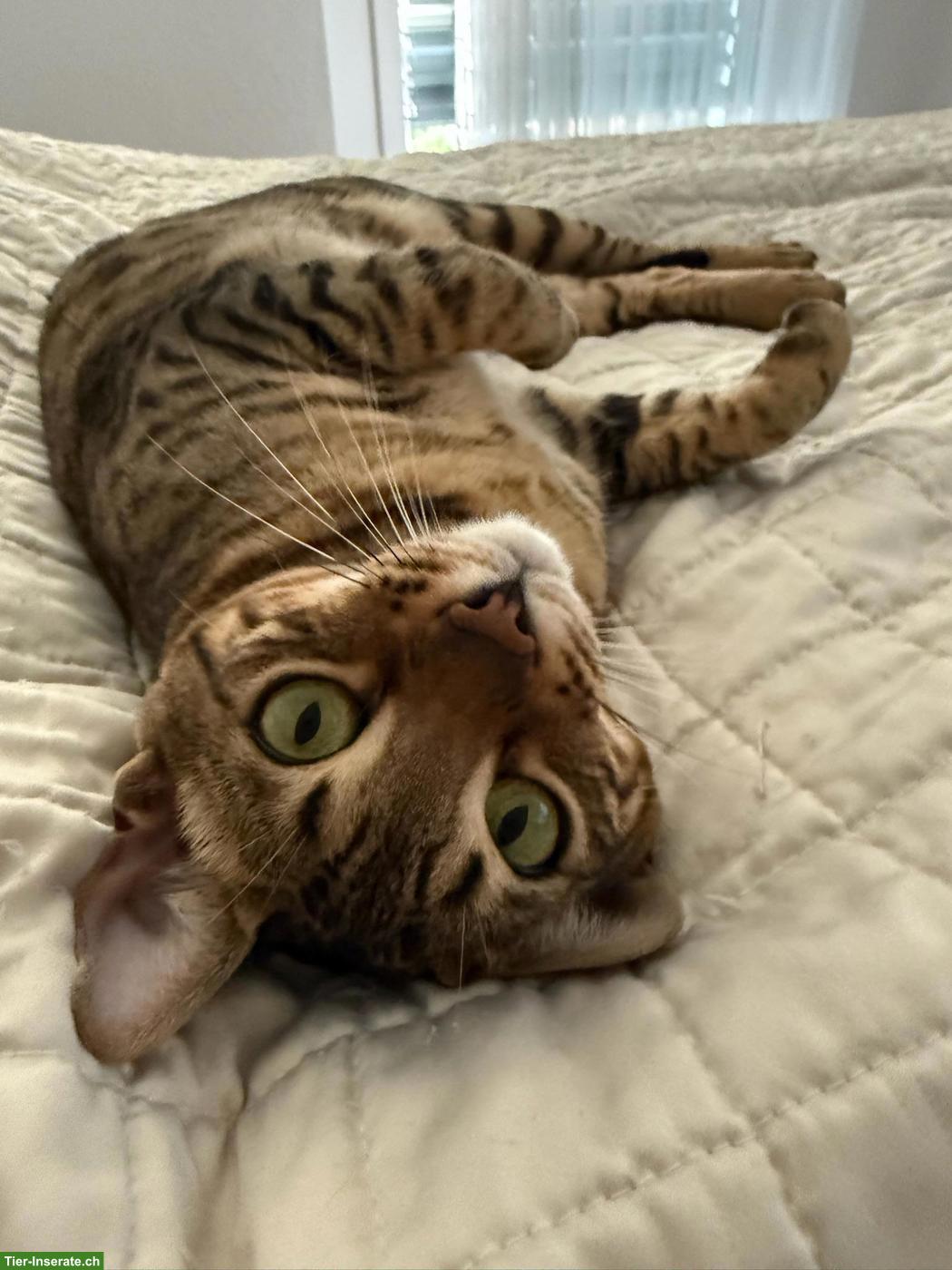 Bengal Katze Stella sucht ein liebevolles Zuhause