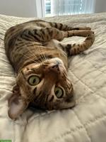 Bengal Katze Stella sucht ein liebevolles Zuhause