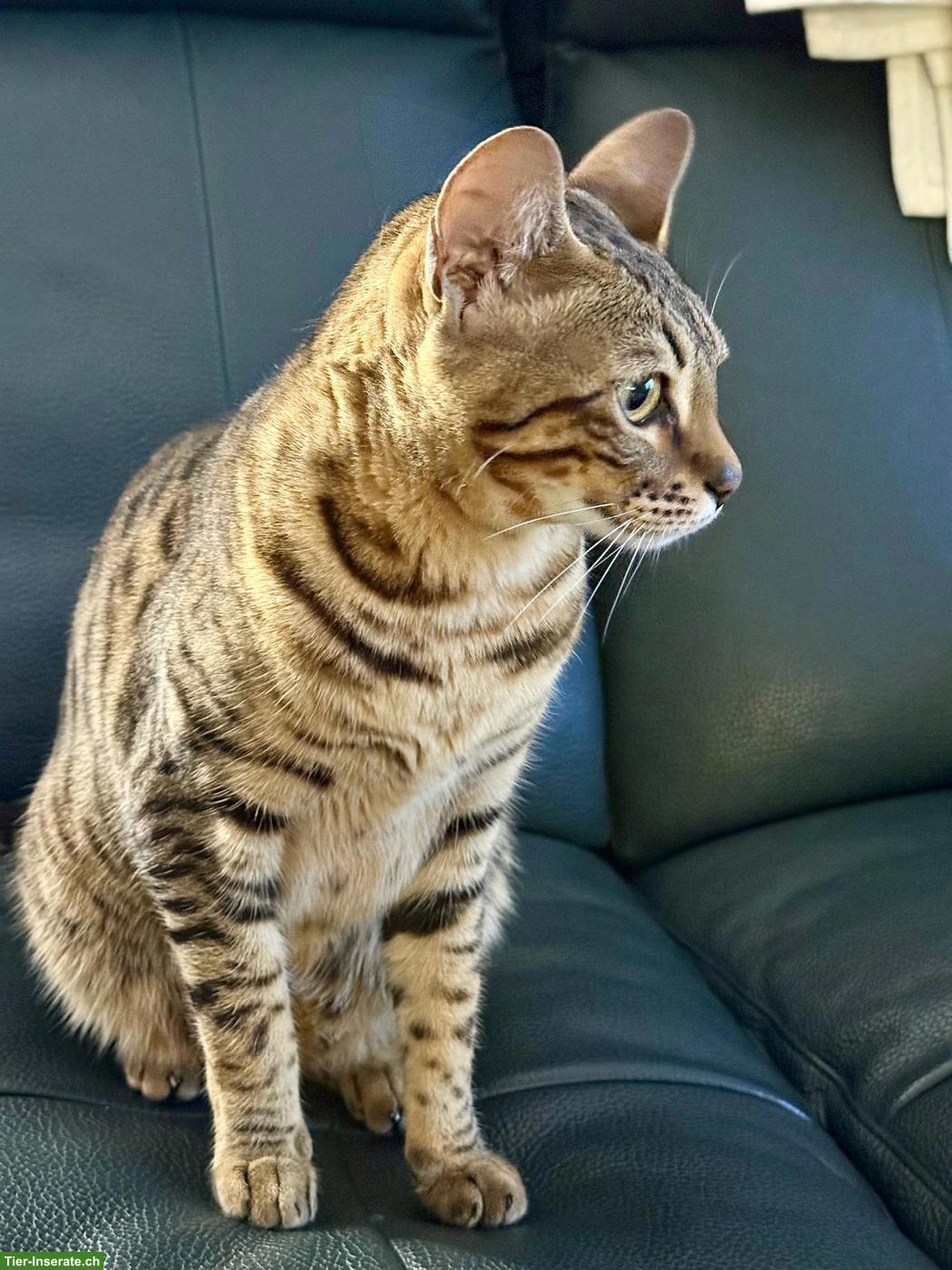 Bild 2: Bengal Katze Stella sucht ein liebevolles Zuhause