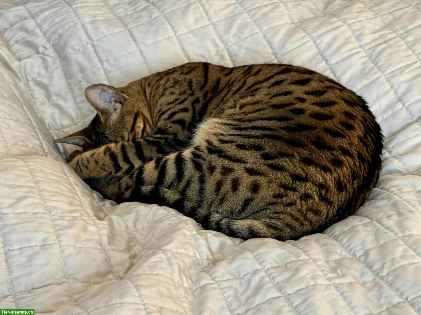 Bild 3: Bengal Katze Stella sucht ein liebevolles Zuhause