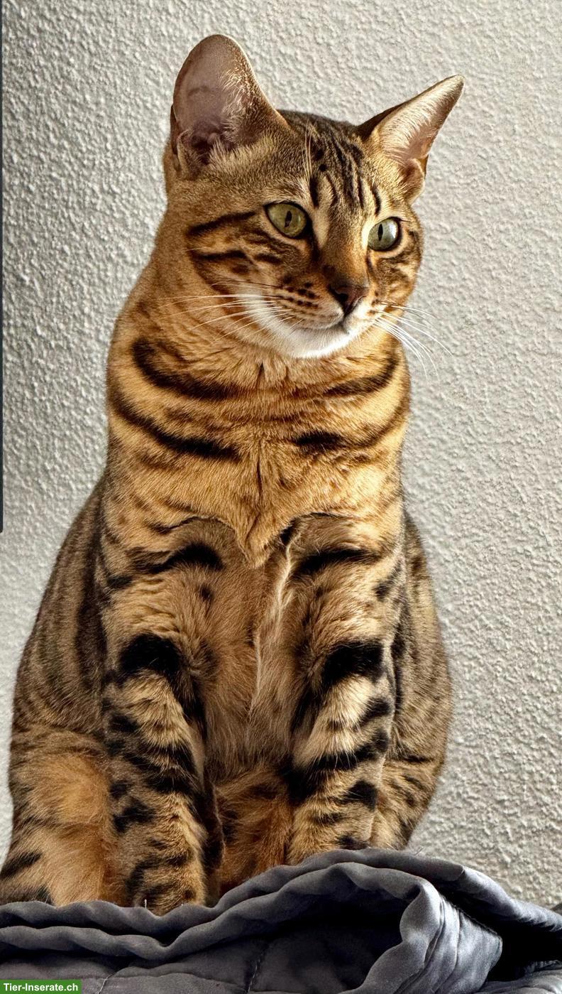 Bild 4: Bengal Katze Stella sucht ein liebevolles Zuhause