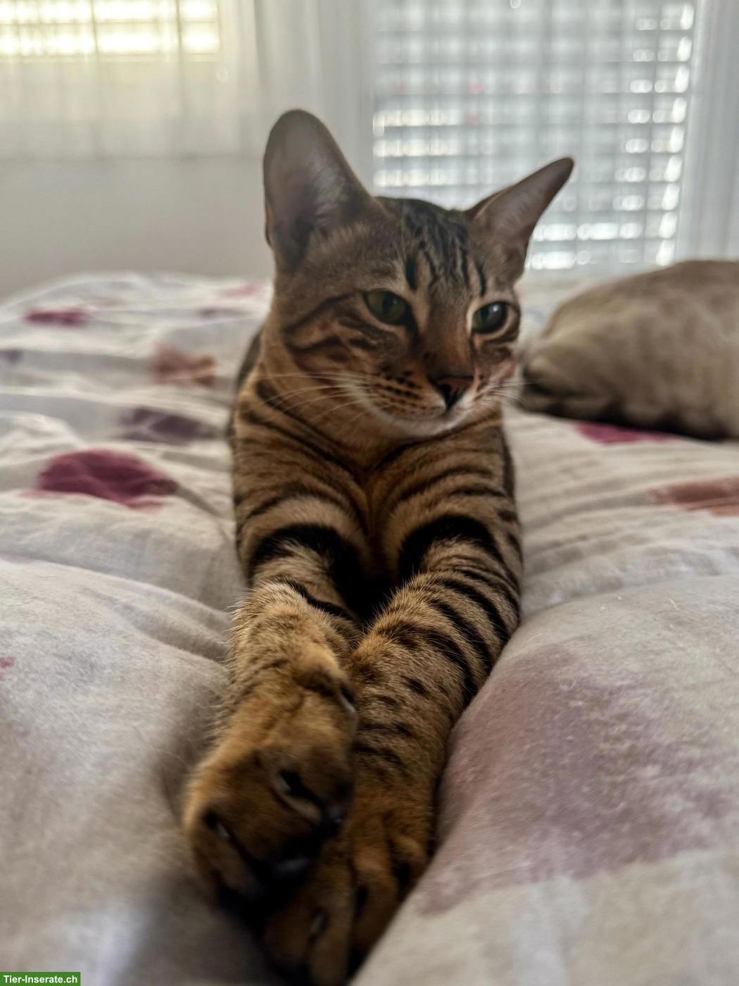 Bild 5: Bengal Katze Stella sucht ein liebevolles Zuhause